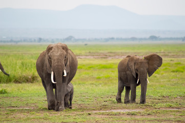 Naklejka na ściany i meble Elephant family in the savannah countryside of Amboseliau