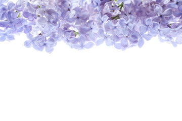 Border of lilac flowers. Bouquet of purple flowers is isolated on white background. View from above, flat lay concept.