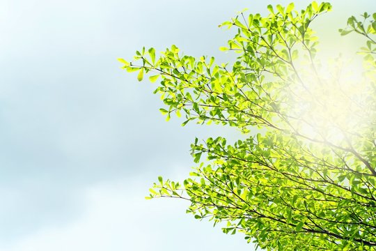 Leaves on the sky background