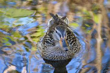 Brown female duck in a colorful ditch.