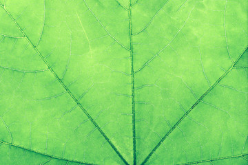 Creative green layout made of leaf macro. Flat lay concept