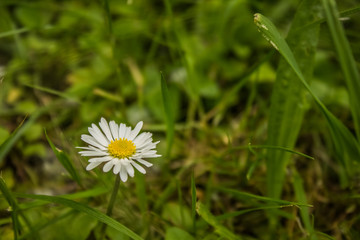 one chamomile in green grass environment 