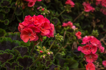 rose flower in garden