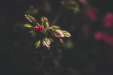rose flower in garden