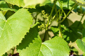 grape vines are developing lots of concord grapes at this point