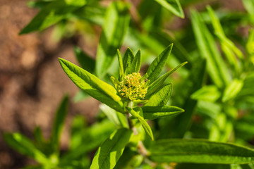 waiting for the first bloom on an orange butterfly bush