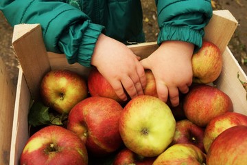 Children's hands and fresh organic apples