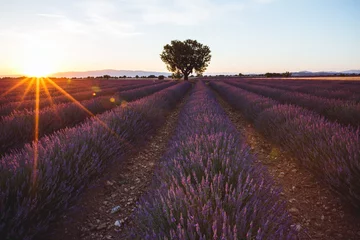Foto auf Acrylglas Lavendel Lavendelfelder, Plateau de Valensole, Provence, Frankreich
