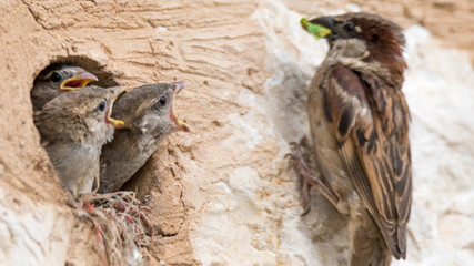 isolated house sparrow feeding its young