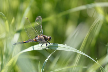 Dragonfly sitting on the stalk of grass side view
