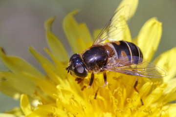  Bumblebee collects pollen from the yellow flower.