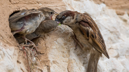 isolated house sparrow feeding its young