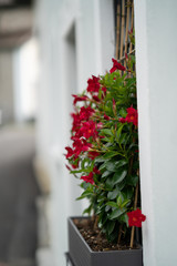 Tessin - Blumenpracht in einem Fischerdorf im Tessin