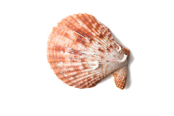 Seashell isolated on  white