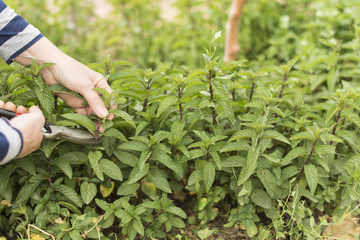 Persona corta un tallo de menta en el campo © Manueltrinidad