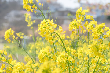 柿沢川沿いの菜の花