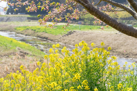 柿沢川沿いの菜の花と河津桜