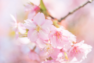 河津桜の花