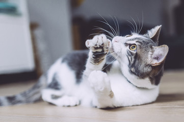 Chat en train de jouer