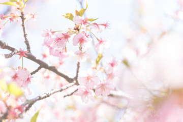 Kawazu-Kirschblüten
