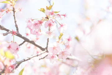 Fond de hotte en verre imprimé Fleur de cerisier Fleurs de cerisier Kawazu