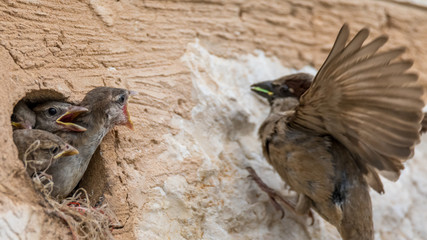 isolated house sparrow feeding its young