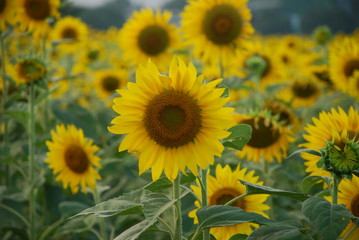 Obraz premium Flower in the field