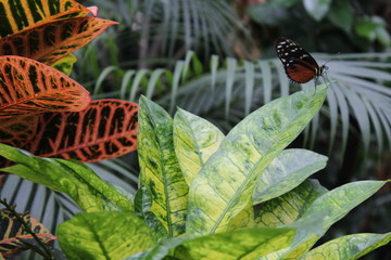 Schwarz brauner Schmetterling sitzt auf Blatt