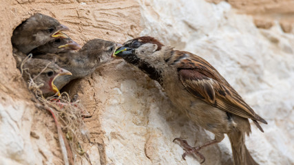 isolated house sparrow feeding its young
