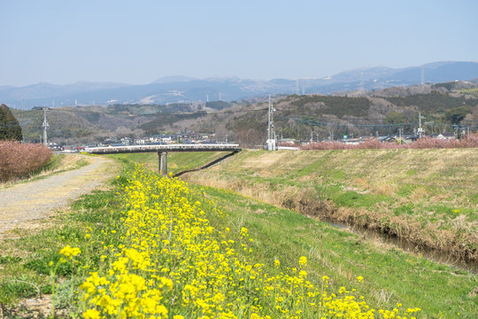 春の柿沢川堤