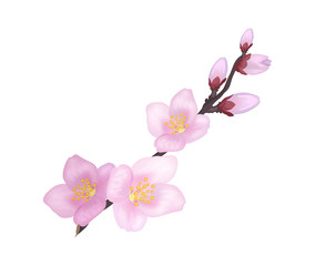 Branch of Sakura or Cherry Blooming Flowers Vector