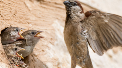 isolated house sparrow feeding its young