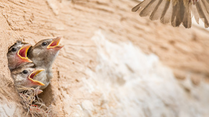 isolated house sparrow feeding its young