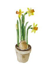 Flowering daffodils with a bulb in a pot. The composition is made in watercolor on a white background