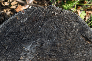 Old tree stump texture background.