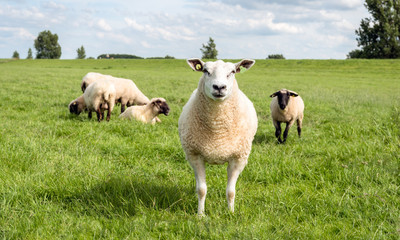 Fototapeta premium Portrait of a mature sheep