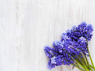 Muscari flowers on a wooden bleached background, top view, flat layout. concept spring, summer, Mother's Day holiday, March 8. 