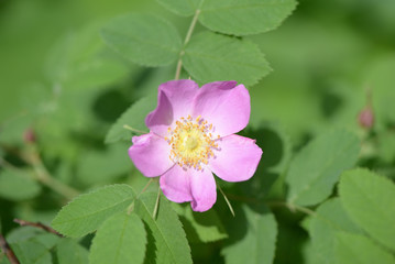 Flower of a dogrose on a bush in a summer garden