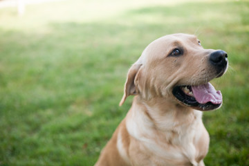 Perro cachorro labrador 