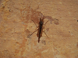 mosquito on the wall.