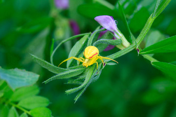 Flower yellow spider (Misumena vatia) on green grass