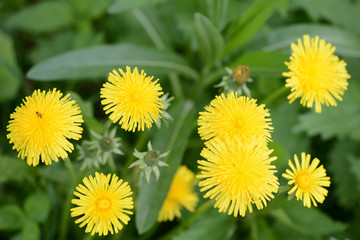 Yellow dandelion flowers on a summer meadow close up