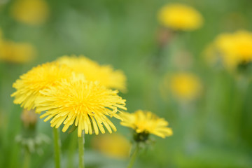 Yellow dandelion flowers on a summer meadow close up