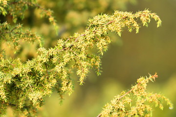 Juniper tree in spring