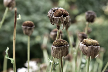 Field of Wilting Flowers