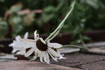 Fallen Flower 