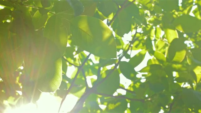 Footage of some fresh green leaves on a tree blown by the wind