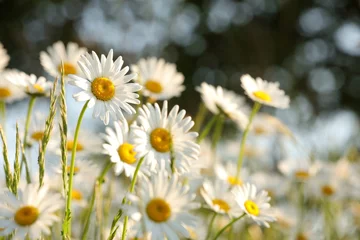 Papier Peint photo Lavable Marguerites Daisies in the meadow in the morning