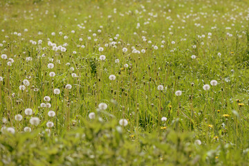 Summer meadow covered with flowers of dandelion