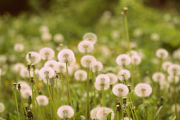 Summer meadow covered with flowers of dandelion